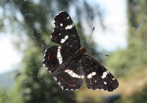 Réf. 230 568 : Araschnia levana